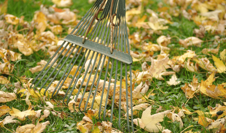 YARD CLEANUP
