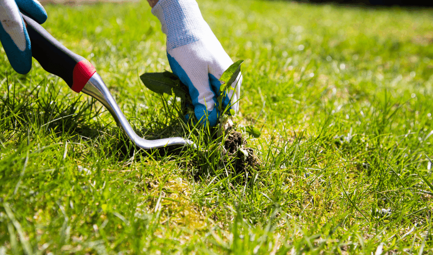 LAWN CARE SERVICE